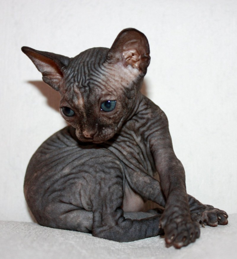 Кошка сфинкс браш