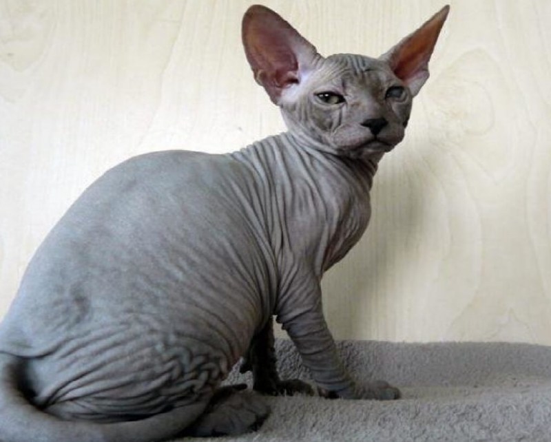 Кошка сфинкс браш