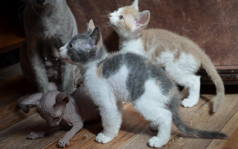 Котята браш Донской сфинкс