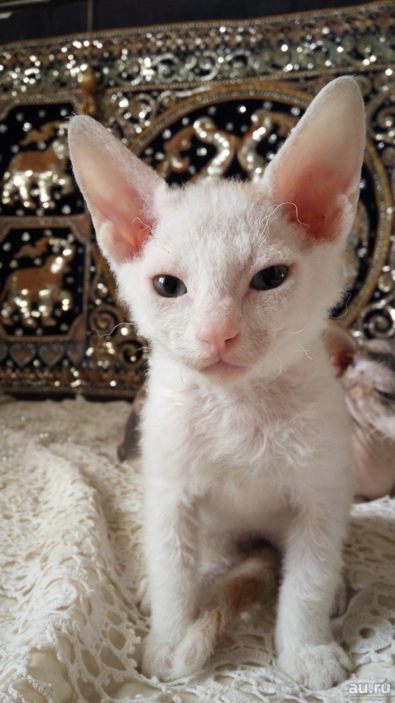 Котята сфинкс браш