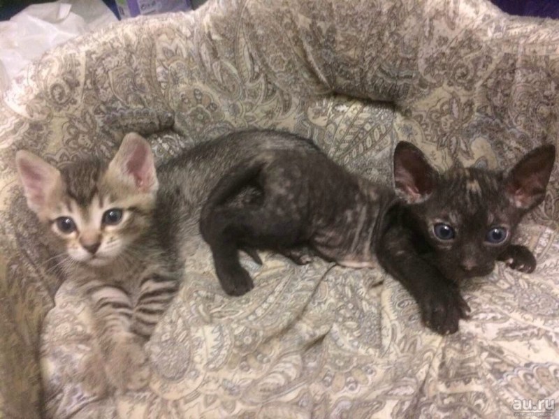 Корниш рекс котята