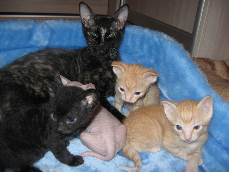 Кот браш сфинкс черный