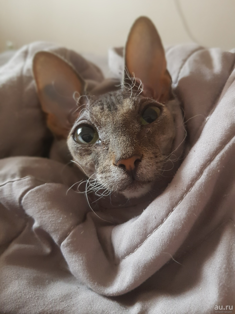 Котята браш Донской сфинкс