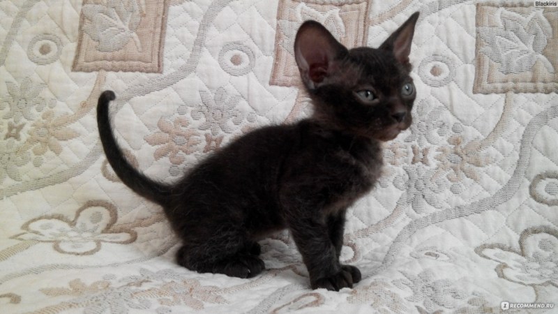 Котята сфинкс браш