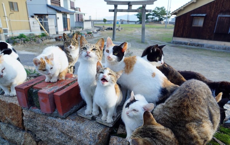 Много кошек