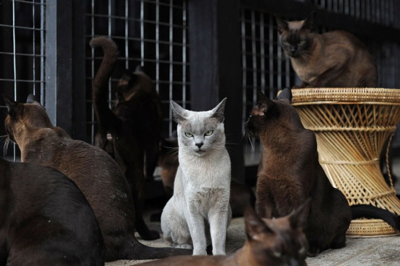 Банда уличных котов