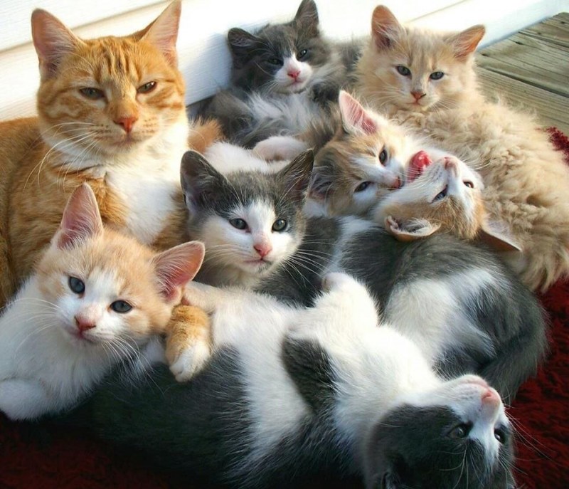 Много котиков