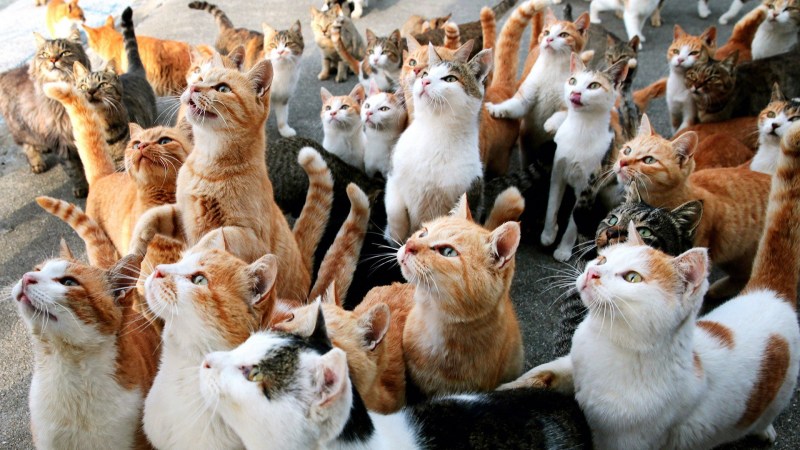 Много котов