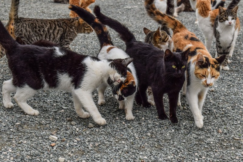 Много кошек