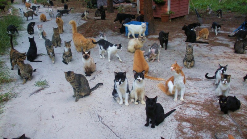 Рай для кошек