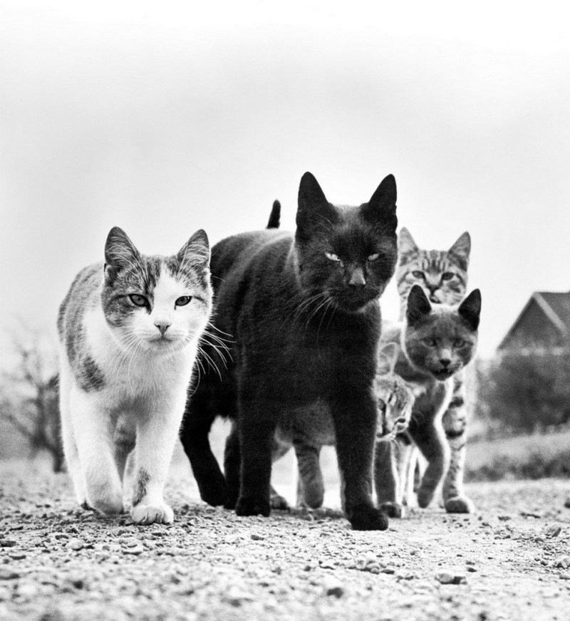 Фотограф Walter George Chandoha