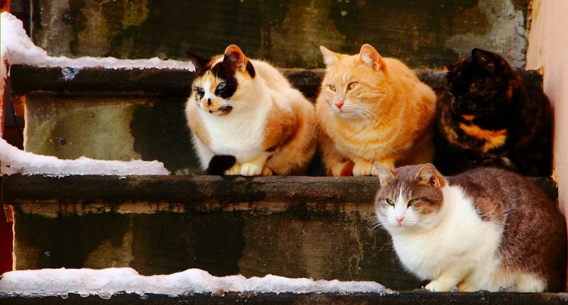 Много котов
