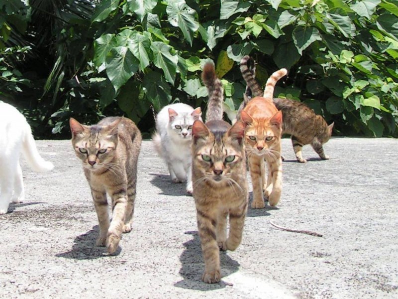 Банда котов