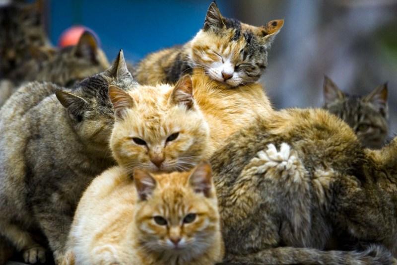 Много кошек