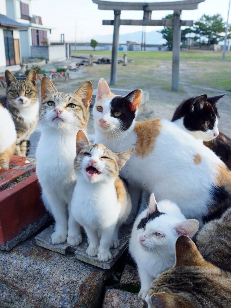 Много котов