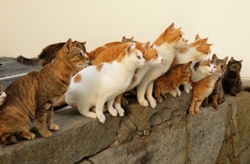 Много котов