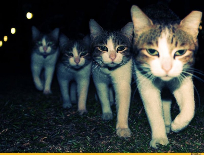 Четыре смешных кота