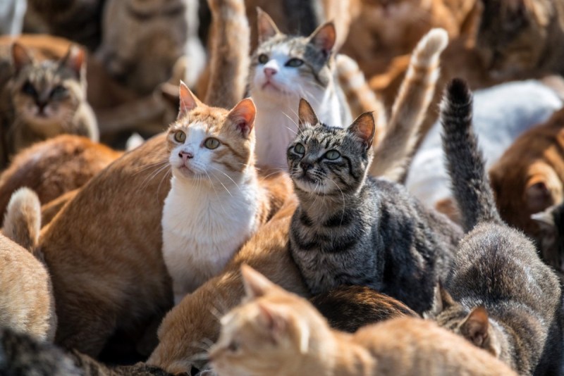 Аосима, Япония — кошки