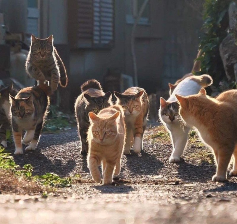 Стая котов