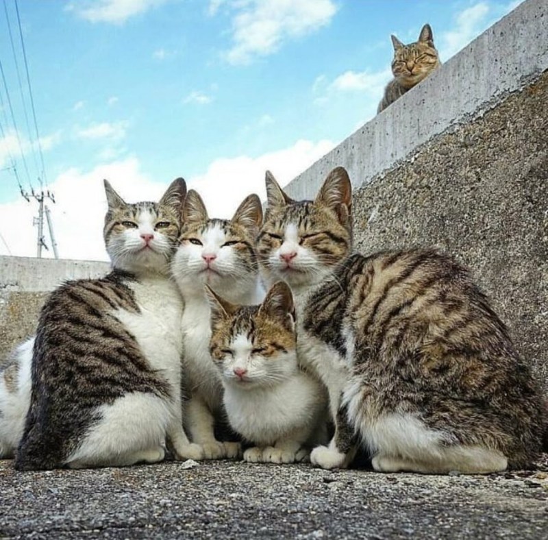 Коты идут