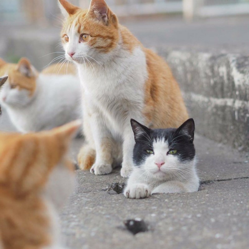 Кошачья стая