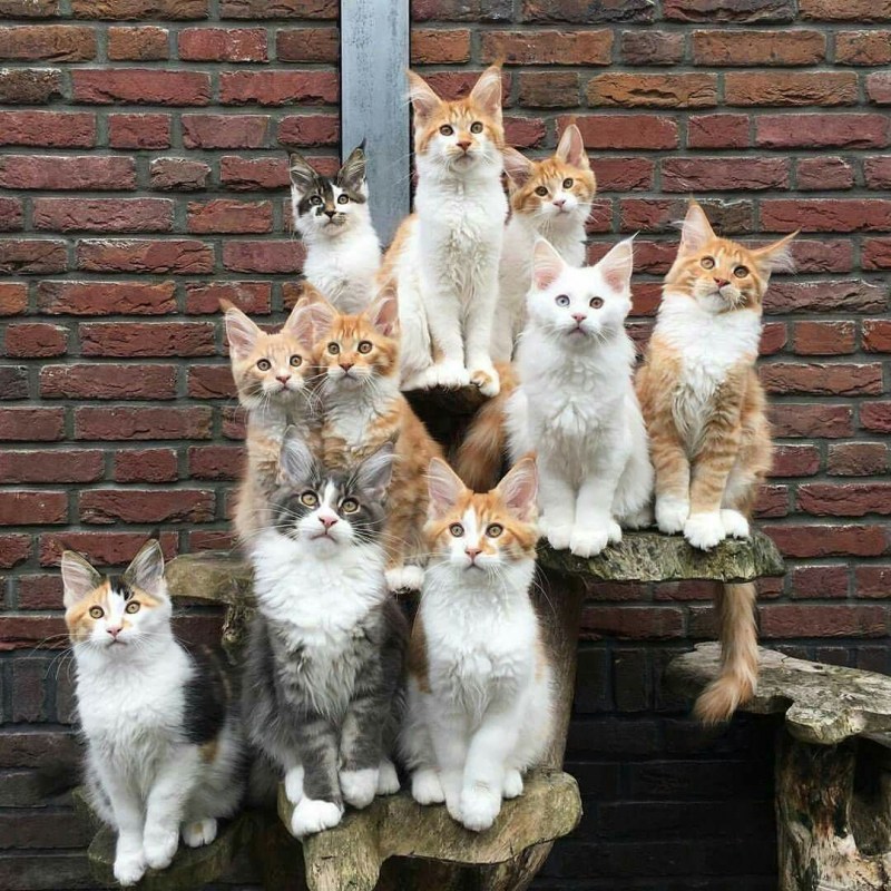 Много котиков