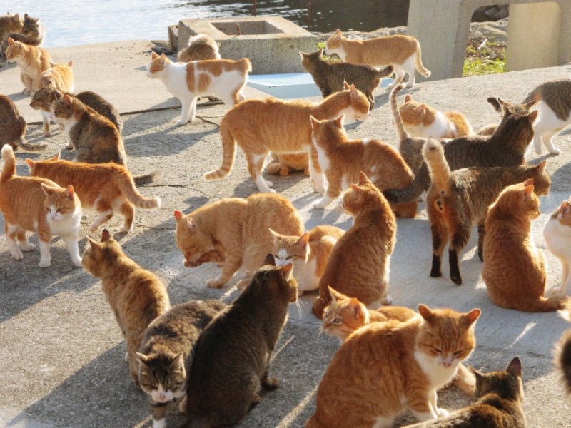 Остров Фраджост кошачий