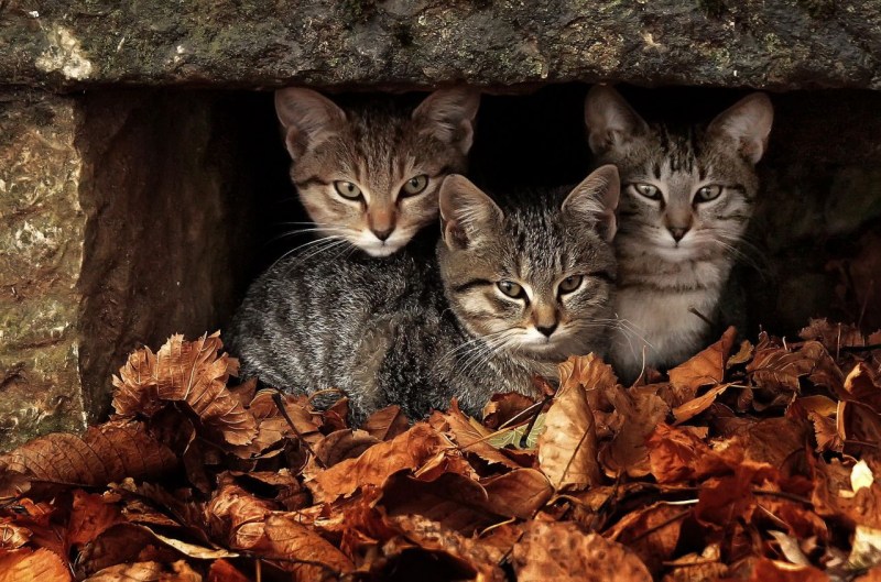 Бездомная кошка с котятами