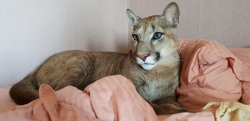 Пума Месси i am Puma