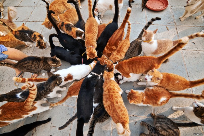 Много кошек
