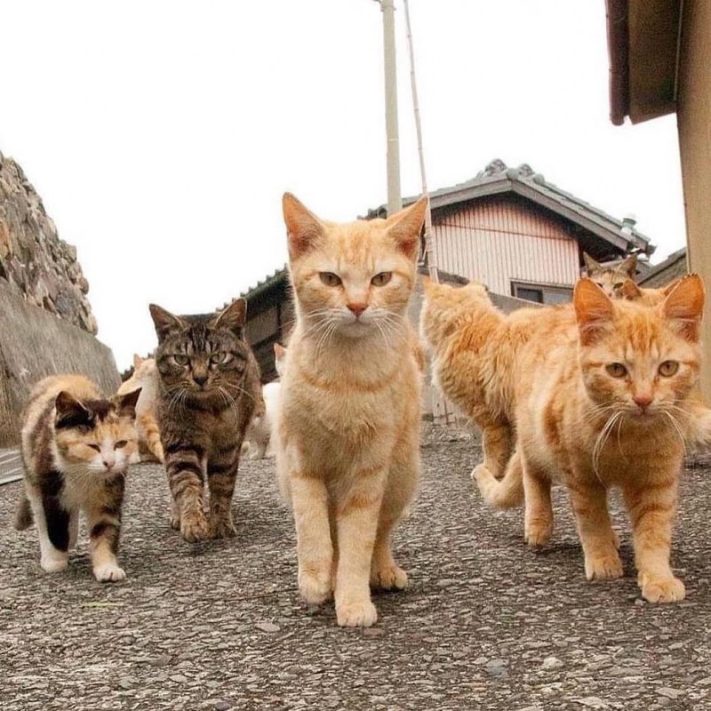 Много котов