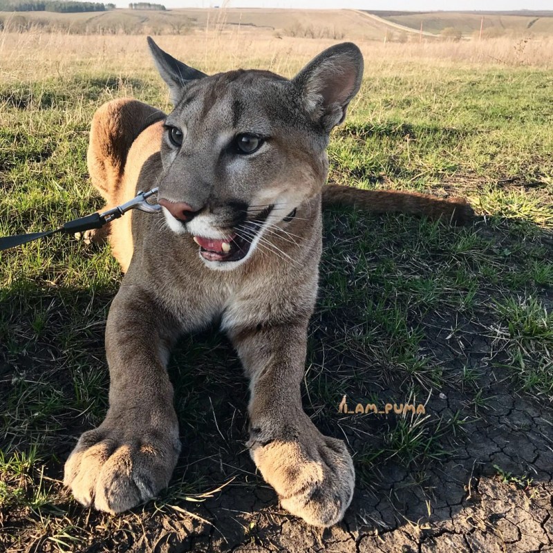 Пума Месси i am Puma