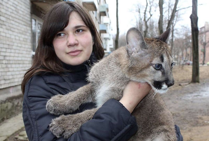 Котенок Пумы