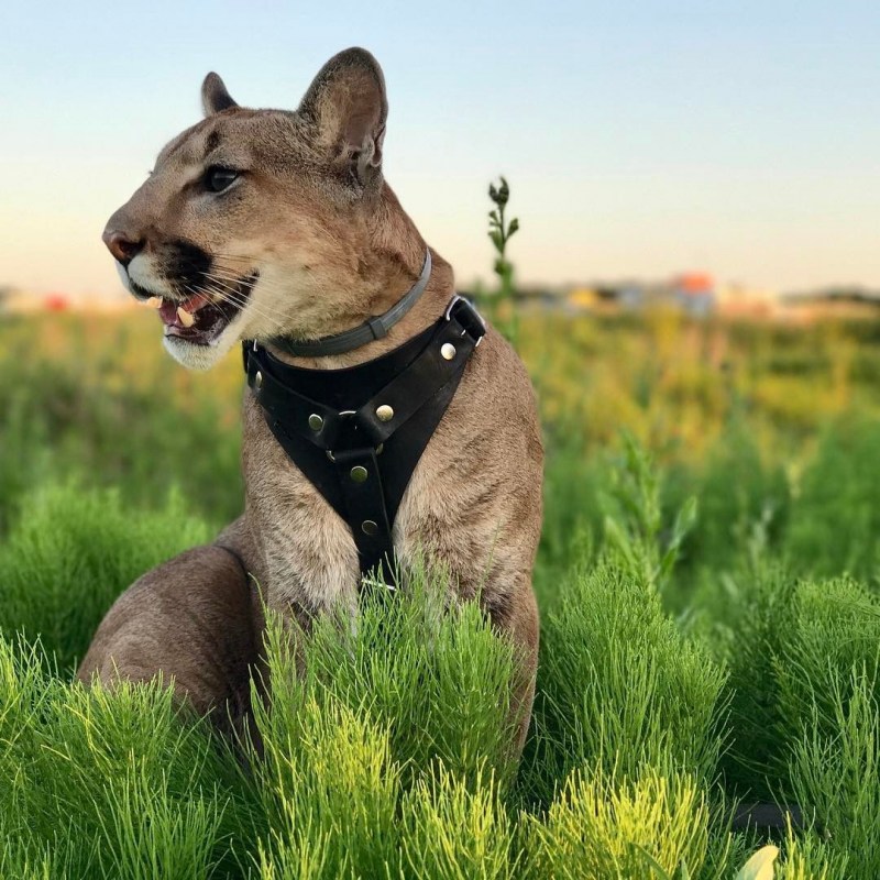 Пума Месси i am Puma