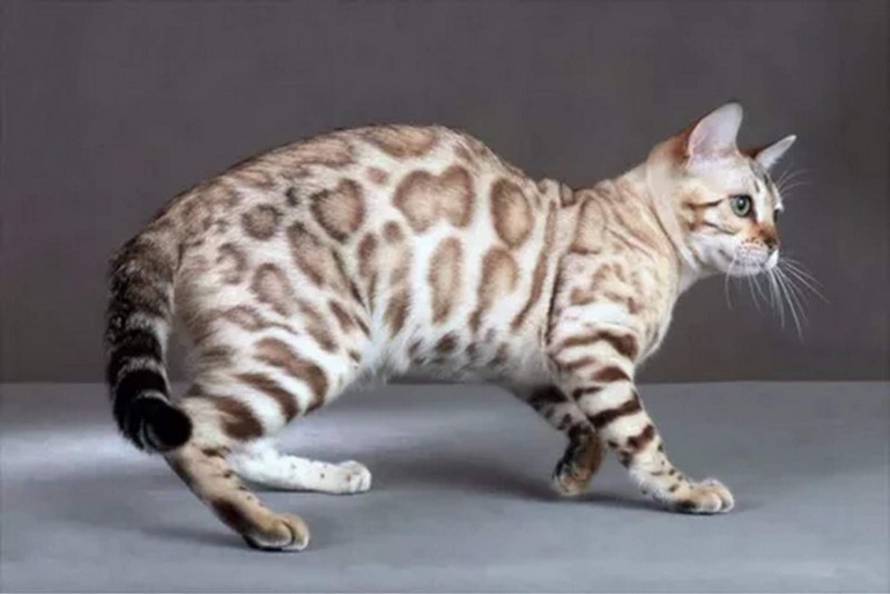 Бенгальская кошка окрас Линкс