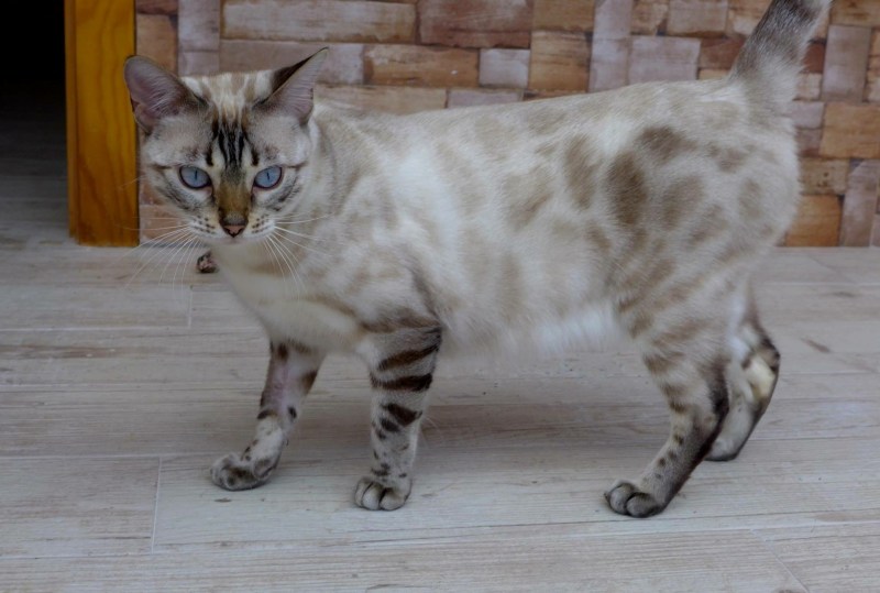 Бенгальская кошка снежный минк