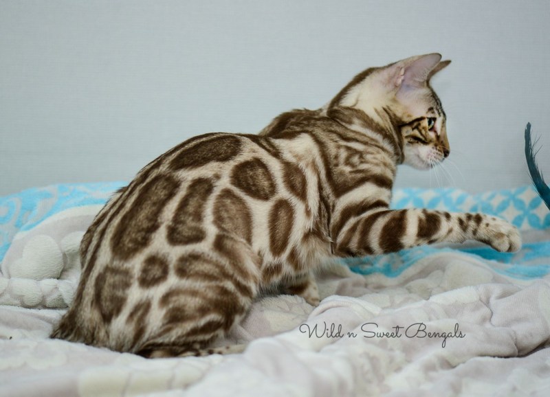 Бенгальский кот снежный Барс
