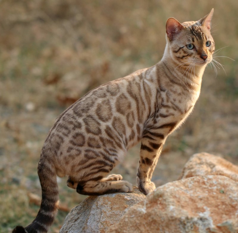 Котята бенгалы снежный Барс
