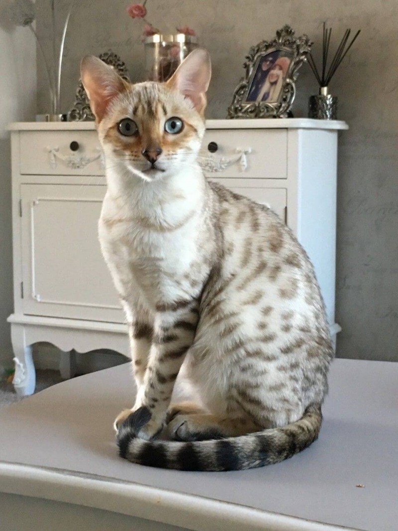 Бенгальская кошка снежный Барс