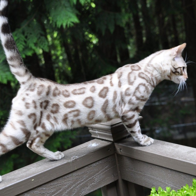 Бенгальская кошка Сноу