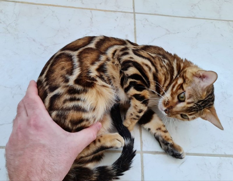 Бенгальская кошка окрас Линкс
