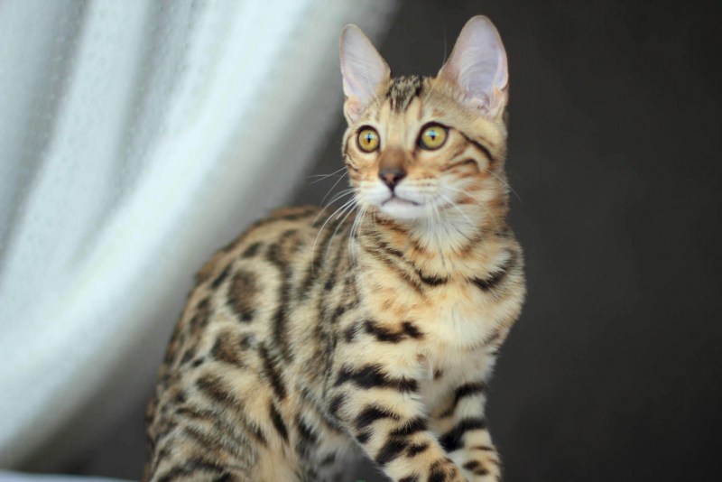 Котята бенгалы снежный Барс