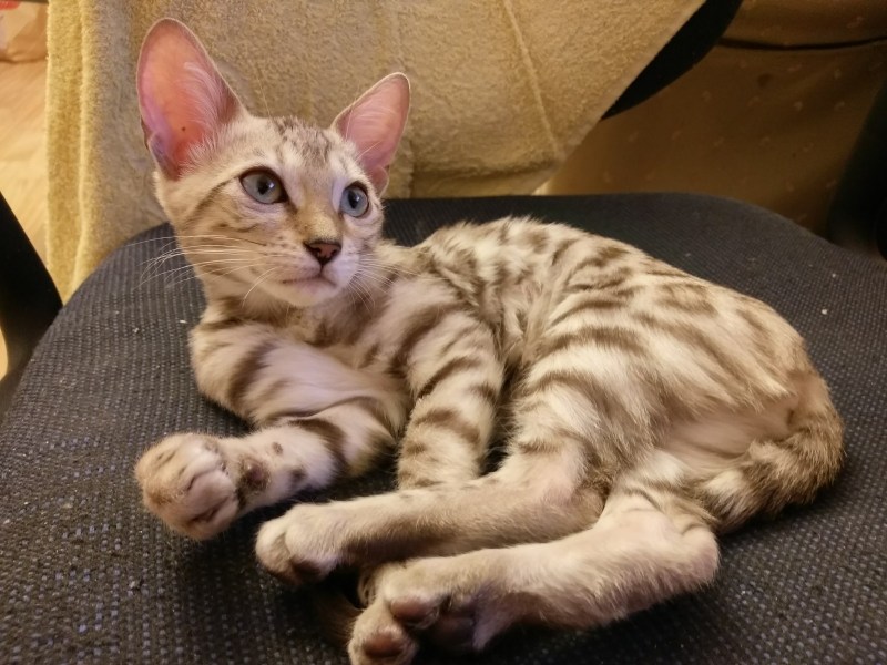 Бенгальская кошка Линкс