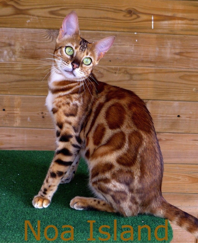 Бенгальский кот снежный Линкс