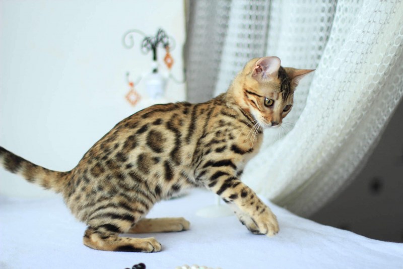 Минк кошка