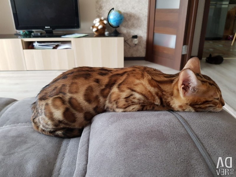 Котенок сепия бенгальский