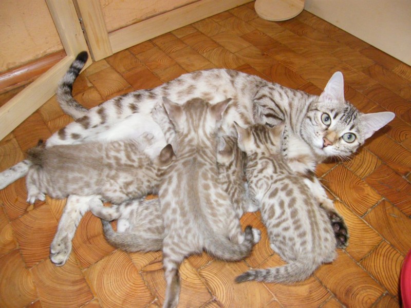 Питомник бенгальских снежных котят