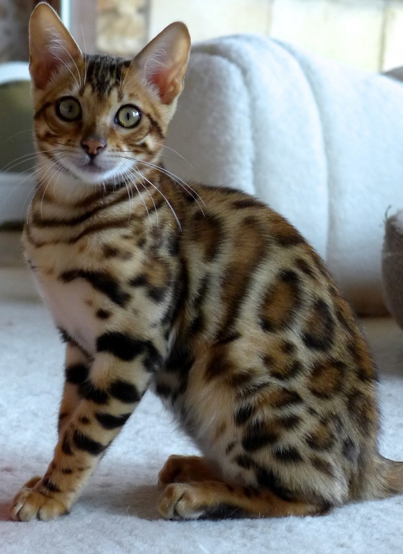 Снежный бенгальский котенок