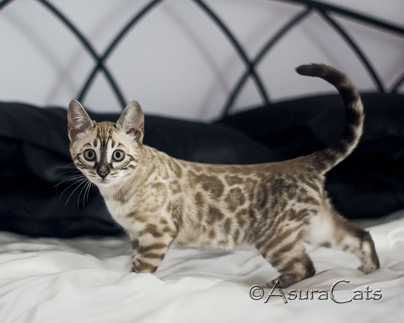 Бенгал Mink spotted tabby