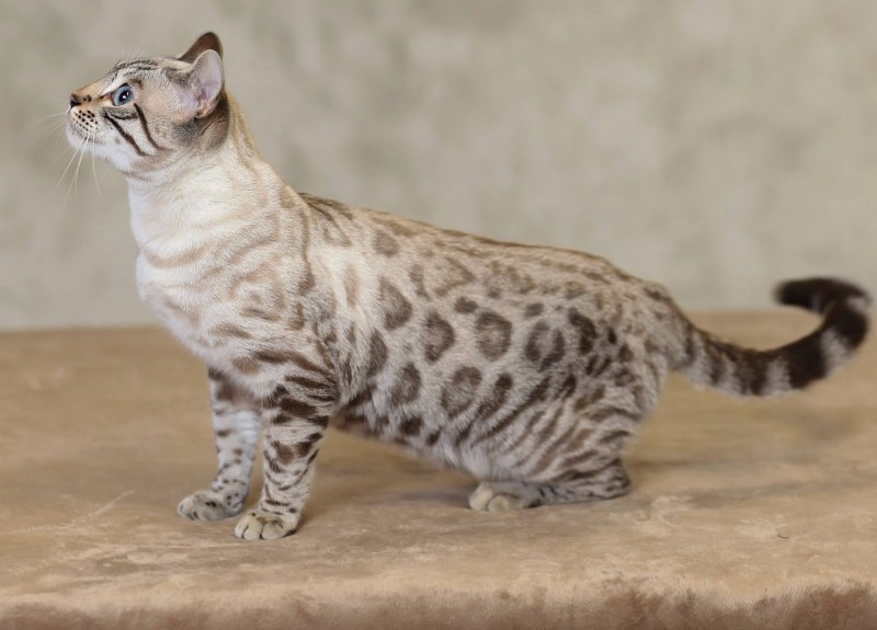 Бенгальский кот снежный минк